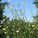 Cephalaria gigantea